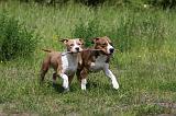 AMSTAFF  PUPPIES 185